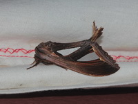 Tarsolepis malayana  - Doi Phu Kha NP