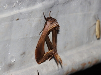 Tarsolepis malayana  - Doi Tung