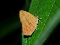 Tetragonus catamitus  - Phuket