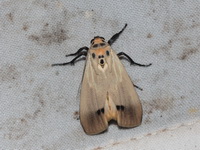 Tigrioides puncticollis - male  - Khao Soi Dao WS