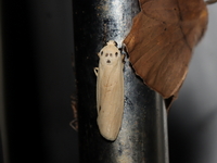 Tigrioides puncticollis - male  - Mae Wong NP