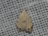 Tortricosia blanda  - Baan Maka