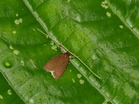 Unidentified Adelidae family  - Mae Moei NP
