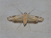 Unidentified Eoophyla sp  - Bala