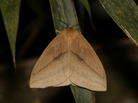 Unidentified Eupterotidae family  - Kaeng Krachan NP