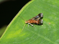 Unidentified Gelechiidae family  - Doi Saket