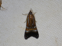 Unidentified Gelechiidae family  - Umphang WS
