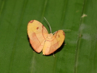 Unidentified Heterolocha sp  - Bo Klua