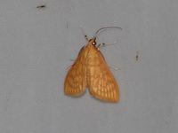 Unidentified Hyalobathra sp  - Doi Inthanon NP