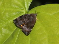 Unidentified Hyblaea sp  - Kaeng Krachan
