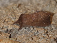 Unidentified Micromelalopha sp  - Baan Maka