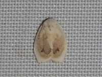 Unidentified Palaeopsis sp  - Baan Maka