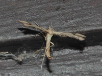 Unidentified Pterophoridae family  - Phu Kradueng NP