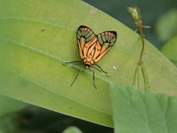 Unidentified Zygaenidae family  - Khao Ramrom