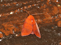Xenochroa purpureolineata  - Khao Ramrom