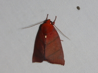 Xenochroa purpureolineata  - Kaeng Krachan NP