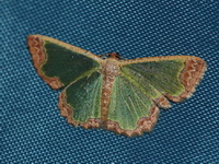 Zamarada eogenaria  - Bala