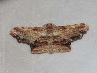 Zanclomenophra subusta  - Bala
