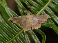 Zeheba aureatoides  - Betong