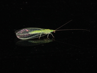 Unidentified Chrysopidae family  - Mae Wong NP