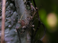 Unidentified Mantispidae family  - Phuket