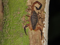 Lychas scutilus  - Phuket