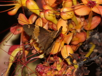 Andaman Yellow-banded Flat - ssp hanna  - Umphang WS