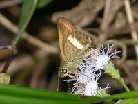 Banded Ace - ssp zema  - Phuket