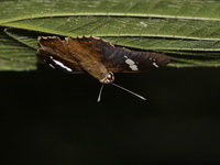 Bengal Spotted Flat - ssp sanda - female  - Khao Soi Dao WS