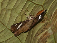 Bengal Spotted Flat - ssp sanda - female  - Bang Lang NP