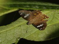 Bengal Spotted Flat - ssp sanda - male  - Doi Phu Kha NP