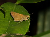 Bengal Swift - ssp agna - female  - Pa Phru Sirindhorn