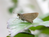 Bengal Swift - ssp agna - female  - Phuket