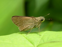 Bengal Swift - ssp agna - male  - Phuket