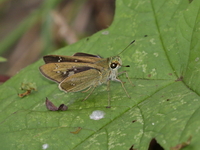 Bengal Swift - ssp agna - male  - Baan Maka