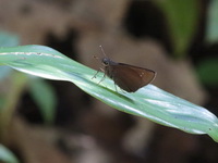 Blank Swift - ssp moorei - female  - Khao Ang Rue Nai WS