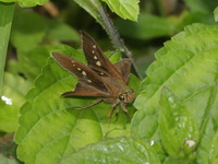 Blank Swift - ssp moorei - female  - Khao Ramrom