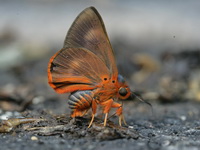 Branded Orange Awlet - ssp belesis - female  - Khao Soi Dao WS