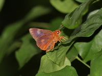 Branded Orange Awlet - ssp belesis  - Kaeng Krachan NP