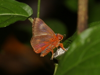 Branded Orange Awlet - ssp oedipodea  - Bang Lang NP