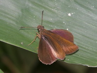 Chocolate Demon - ssp othonias  - Phuket