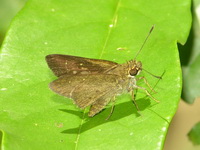 Ciliate Long-horned Flitter - ssp iapis  - Phuket