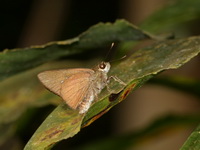 Ciliate Long-horned Flitter - ssp iapis  - Khao Luang Krung Ching NP