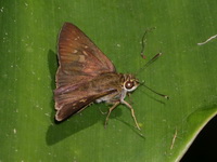 Ciliate Long-horned Flitter - ssp iapis  - Bang Lang NP