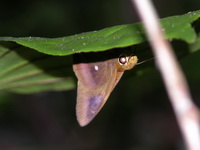 Common Awl - ssp badra - male  - Phuket