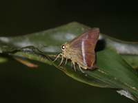 Common Banded Awl - ssp chromus - female  - Bala