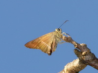 Common Banded Awl - ssp chromus - male  - Phuket