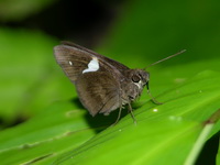 Common Banded Demon - ssp varians  - Phuket