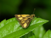 Common Bush Hopper - ssp camertes - male  - Phuket