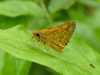 Common Bush Hopper - ssp camertes - male  - Phuket